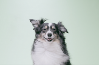 Image of Ruff Greens Dog Looking at Camera